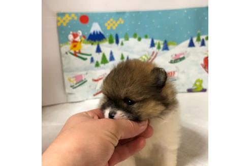 成約済の大阪府のポメラニアン-91743の3枚目
