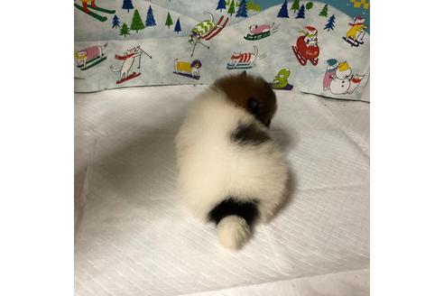 成約済の大阪府のポメラニアン-91743の2枚目