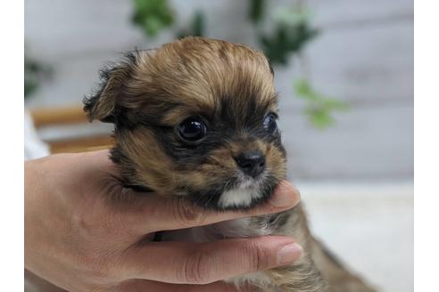 成約済の静岡県のチワワ(ロングコート)-89947の1枚目