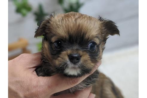 成約済の静岡県のチワワ(ロングコート)-89947の7枚目