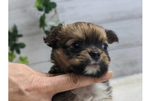 成約済の静岡県のチワワ(ロングコート)-89947の6枚目