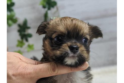 成約済の静岡県のチワワ(ロングコート)-89947の5枚目