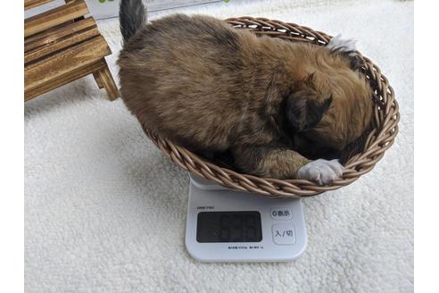 成約済の静岡県のチワワ(ロングコート)-89947の4枚目