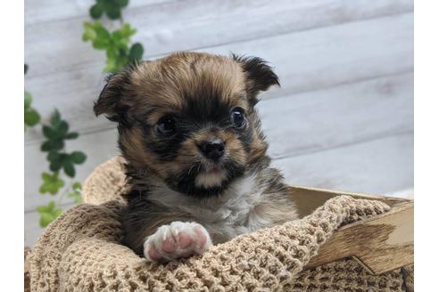 成約済の静岡県のチワワ(ロングコート)-89947の3枚目