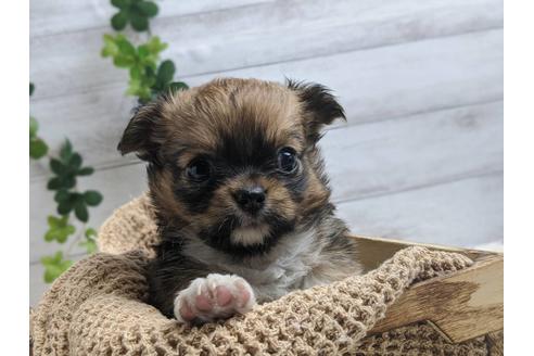 成約済の静岡県のチワワ(ロングコート)-89947の2枚目