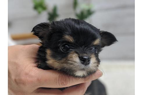 成約済の静岡県のチワワ(ロングコート)-89950の1枚目