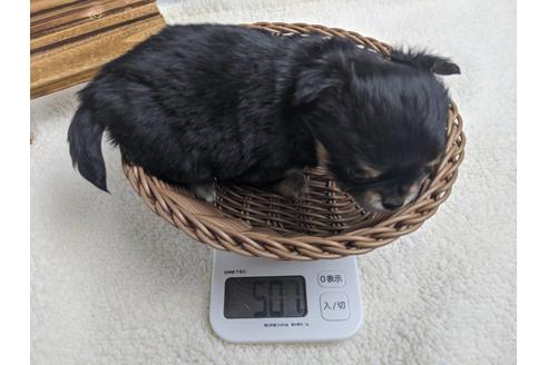 成約済の静岡県のチワワ(ロングコート)-89950の4枚目