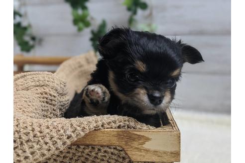 成約済の静岡県のチワワ(ロングコート)-89950の3枚目
