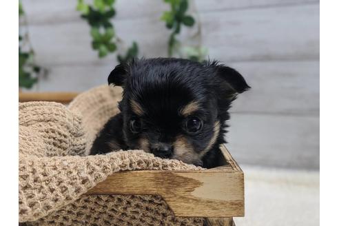 成約済の静岡県のチワワ(ロングコート)-89950の2枚目