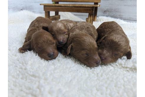 成約済の静岡県のトイプードル-91763の10枚目