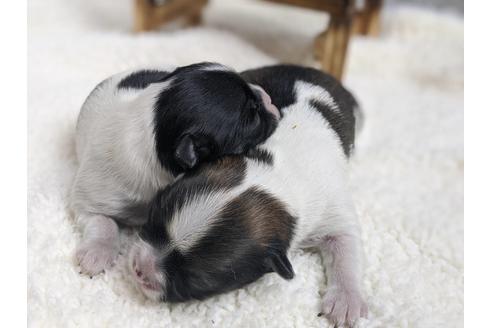 成約済の静岡県のチワワ(ロングコート)-91772の4枚目