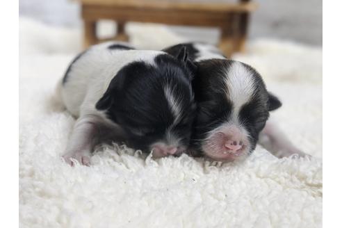 成約済の静岡県のチワワ(ロングコート)-91773の5枚目