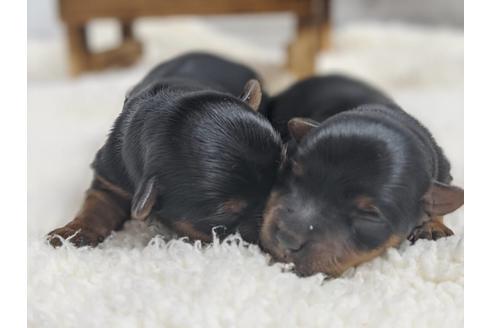 成約済の静岡県のヨークシャーテリア-91775の4枚目
