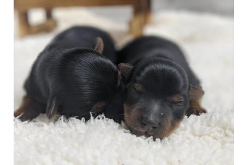 成約済の静岡県のヨークシャーテリア-91777の3枚目