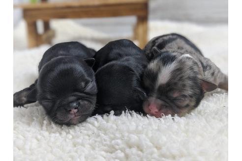 成約済の静岡県のチワワ(ロングコート)-91779の8枚目