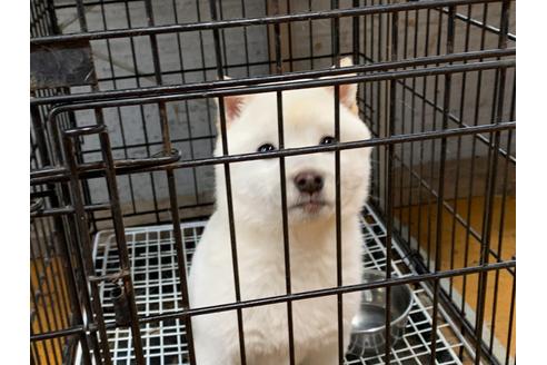 成約済の茨城県の柴犬-91780の1枚目