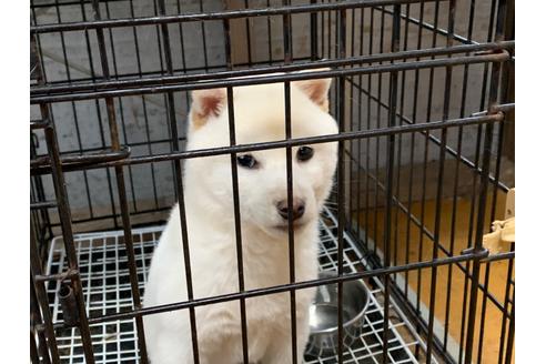 成約済の茨城県の柴犬-91780の2枚目