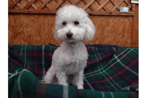 子犬