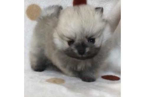 成約済の岐阜県のポメラニアン-91796の2枚目