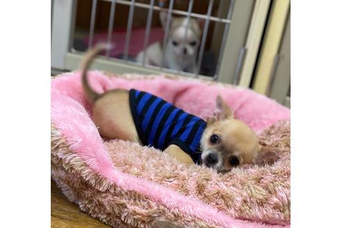 成約済の神奈川県のチワワ(スムースコート)-88561の23枚目