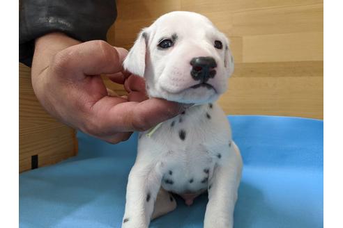 成約済の愛知県のダルメシアン-91823の1枚目