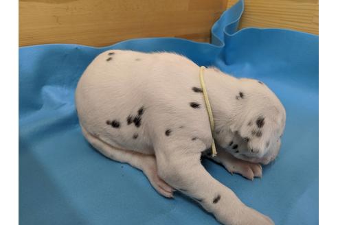 成約済の愛知県のダルメシアン-91823の3枚目