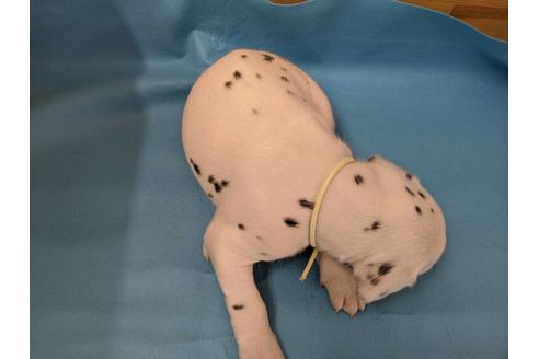 成約済の愛知県のダルメシアン-91823の2枚目