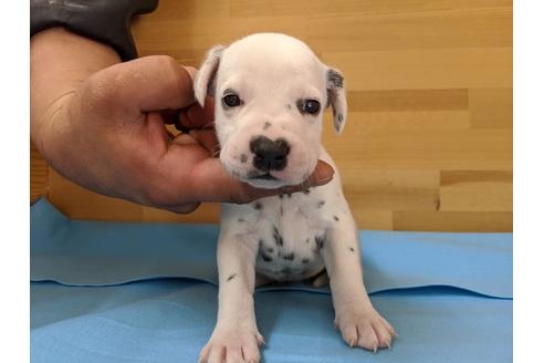 成約済の愛知県のダルメシアン-91824の1枚目