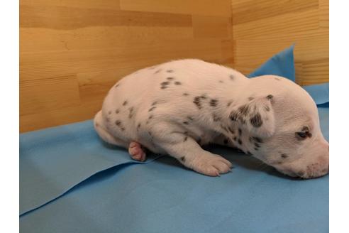 成約済の愛知県のダルメシアン-91824の2枚目