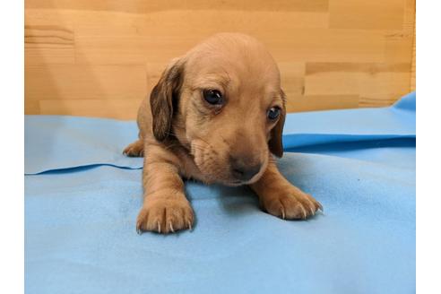 成約済の愛知県のミニチュアダックスフンド(スムースヘアード)-91831の1枚目