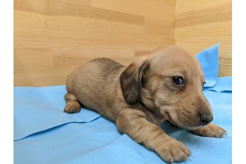 成約済の愛知県のミニチュアダックスフンド(スムースヘアード)-91831の3枚目