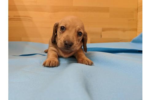 成約済の愛知県のミニチュアダックスフンド(スムースヘアード)-91831の2枚目
