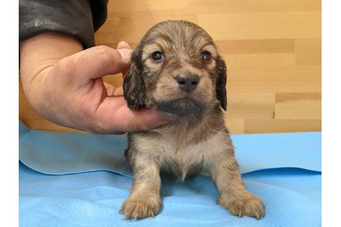 成約済の愛知県のミニチュアダックスフンド(ロングヘアード)-91833の1枚目