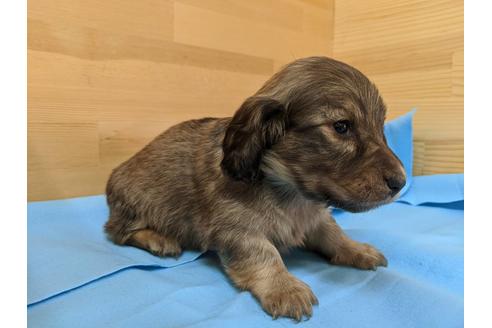 成約済の愛知県のミニチュアダックスフンド(ロングヘアード)-91833の3枚目