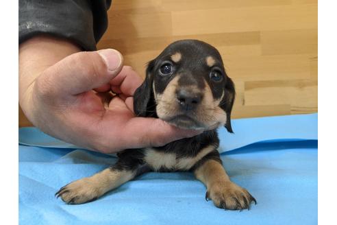 成約済の愛知県のミニチュアダックスフンド(スムースヘアード)-91834