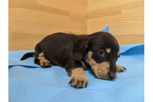 成約済の愛知県のミニチュアダックスフンド(スムースヘアード)-91834の3枚目