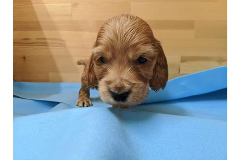 成約済の愛知県のイングリッシュコッカースパニエル-91835