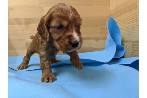 成約済の愛知県のイングリッシュコッカースパニエル-91837