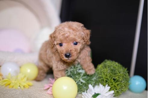 成約済の滋賀県のトイプードル-91839の1枚目