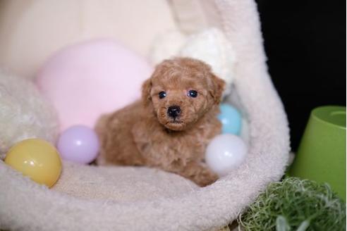 成約済の滋賀県のトイプードル-91839の3枚目