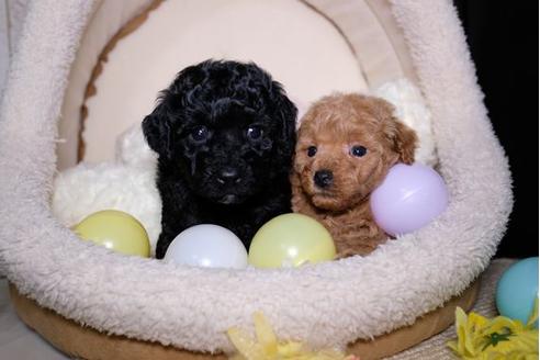 成約済の滋賀県のトイプードル-91839の2枚目