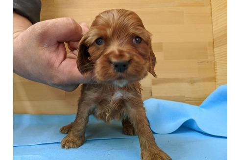 成約済の愛知県のイングリッシュコッカースパニエル-91843の1枚目