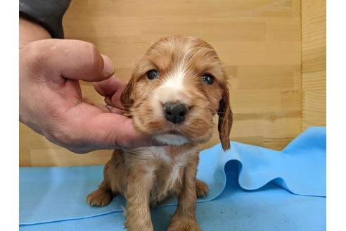 成約済の愛知県のイングリッシュコッカースパニエル-91844の1枚目