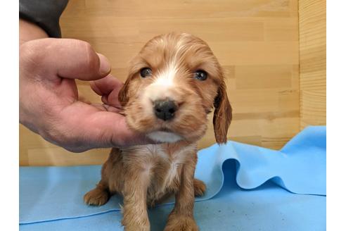 成約済の愛知県のイングリッシュコッカースパニエル-91844の2枚目