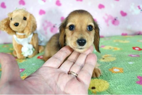 成約済の兵庫県のカニンヘンダックスフンド(ロングヘアード)-90170の1枚目