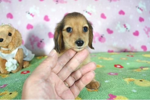 成約済の兵庫県のカニンヘンダックスフンド(ロングヘアード)-90170の3枚目