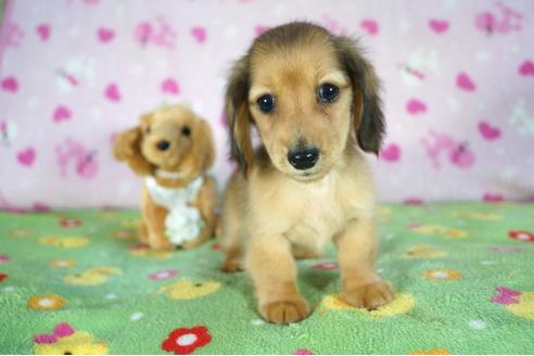 成約済の兵庫県のカニンヘンダックスフンド(ロングヘアード)-90170の2枚目