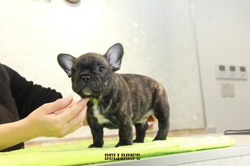 成約済の東京都のフレンチブルドッグ-91879の1枚目
