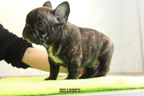 成約済の東京都のフレンチブルドッグ-91879の5枚目