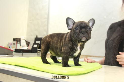 成約済の東京都のフレンチブルドッグ-91879の4枚目
